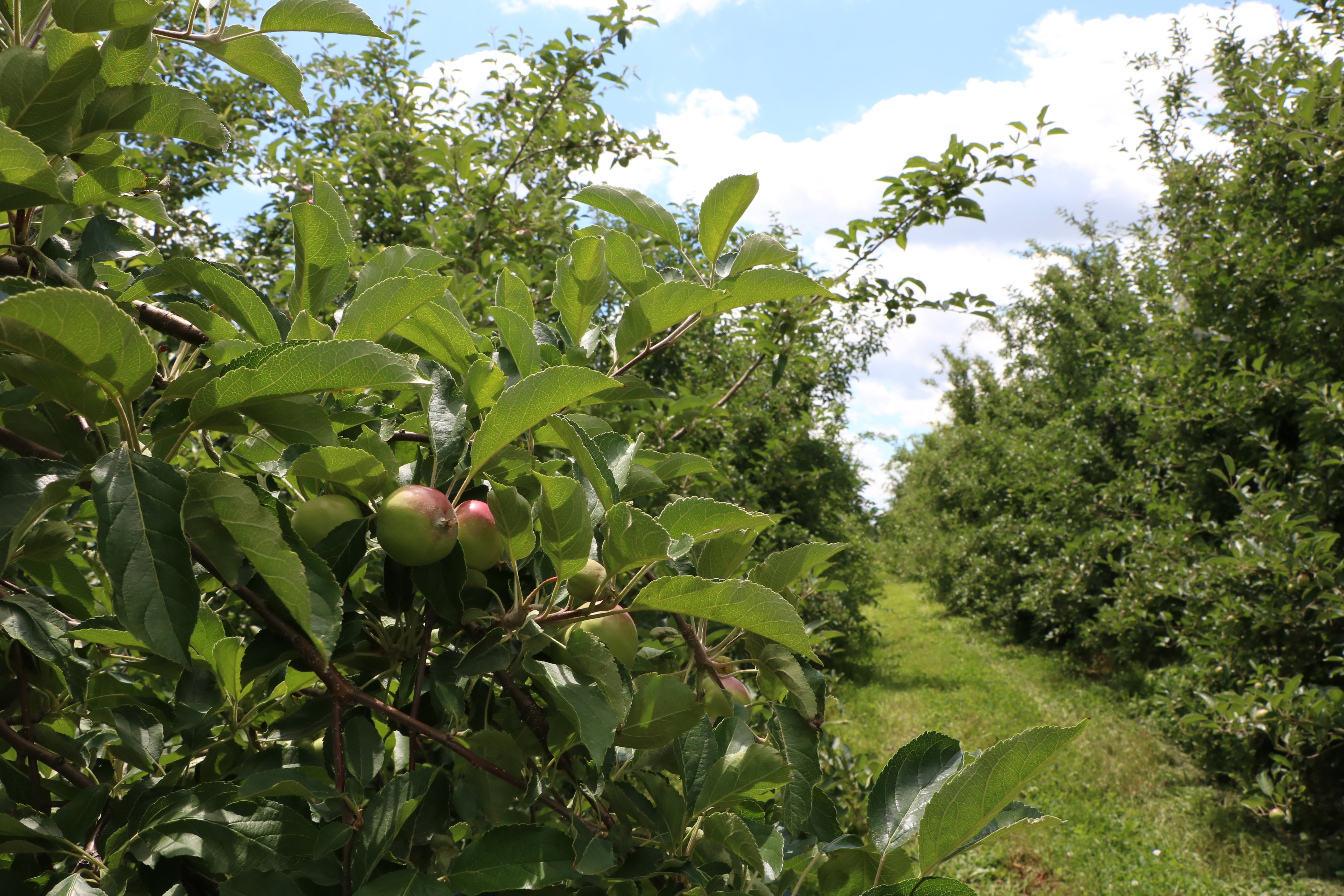 Red Jacket Debuts its First Private Label Apple - The SenecaCrisp