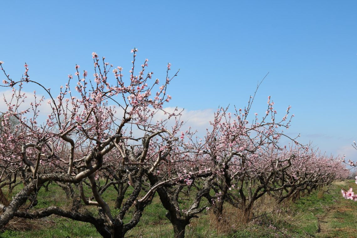 Orchards in Bloom